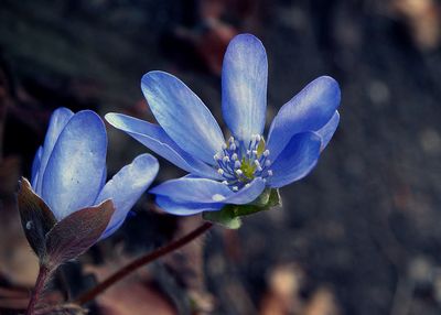tapeta na pulpit komputera wiosna