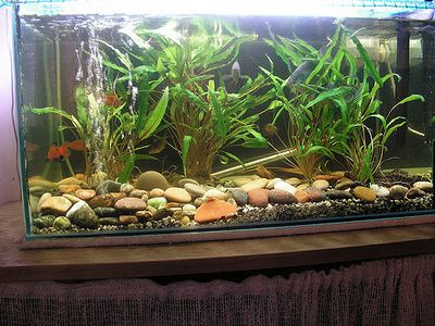 tapeta na pulpit akwarium ruchome