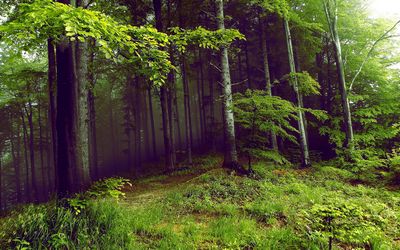 tapety na pulpit violetta i leon