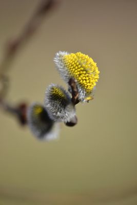 tapeta na pulpit 1920x1080 wiosna